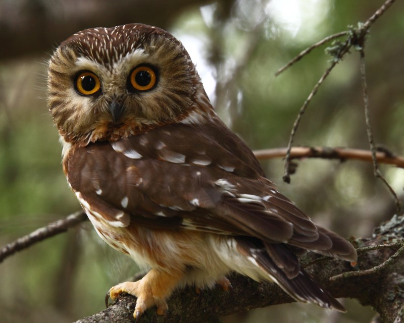 A Northern saw-whet owl, an owl found year-round at Tomahawk