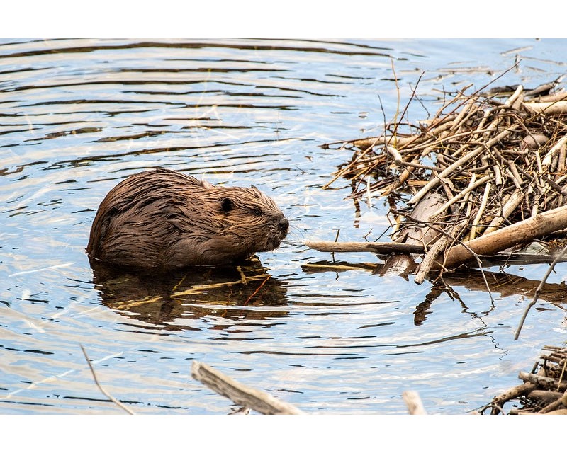 A beaver standing on a pile of sticks in the water