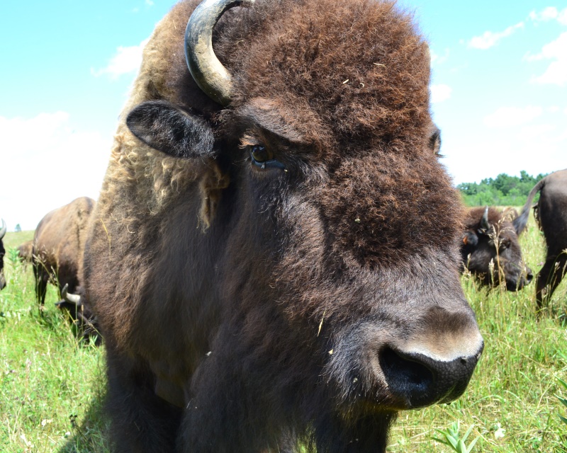 One of the bison from the heard on the Tomahawk property