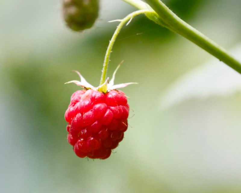 A wild raspberry on the bush